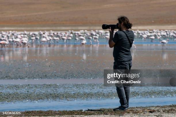 nature photographer taking pictures of a flock of flamingos from the lakeside - wildlife photographer stock pictures, royalty-free photos & images