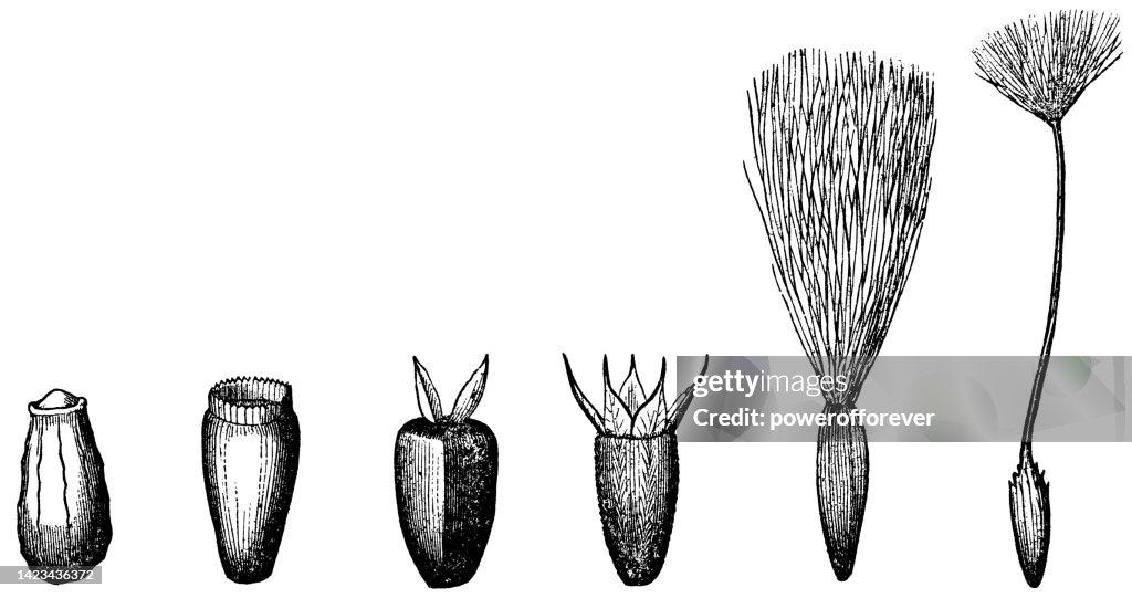 Various Different Types of Achene Pappus - 19th Century