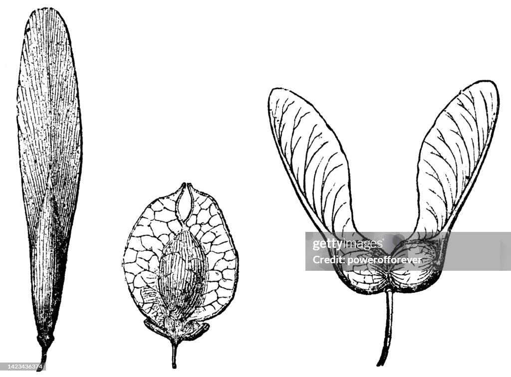 Various Different Types of Samara Fruit - 19th Century