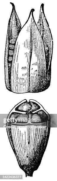 iris flower loculicidal dehiscence fruit cross section - 19th century - half and half concept stock illustrations