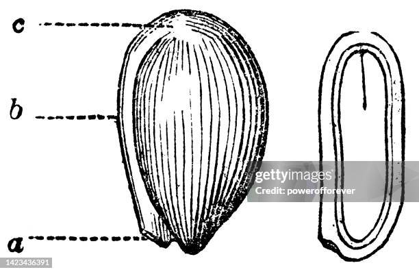 illustrations, cliparts, dessins animés et icônes de diagramme de graines de fleur de violette (alto) et section transversale du millepertuis (hypericum perforatum) - 19e siècle - raphé