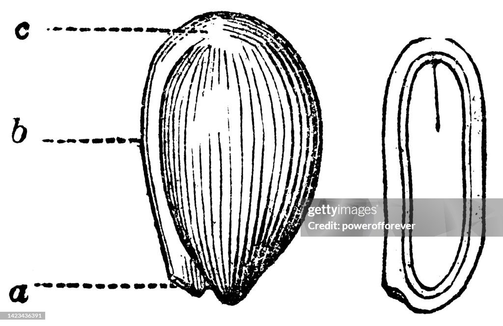 Violet Flower (Viola) Seed Diagram and St. John’s Wort (Hypericum Perforatum) Cross Section - 19th Century