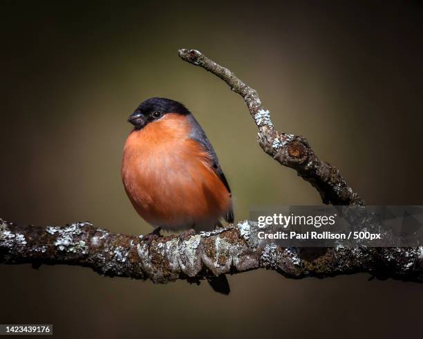 close-up of songfinch perching on branch,fishlake meadows nature reserve,united kingdom,uk - eurasian bullfinch stock pictures, royalty-free photos & images