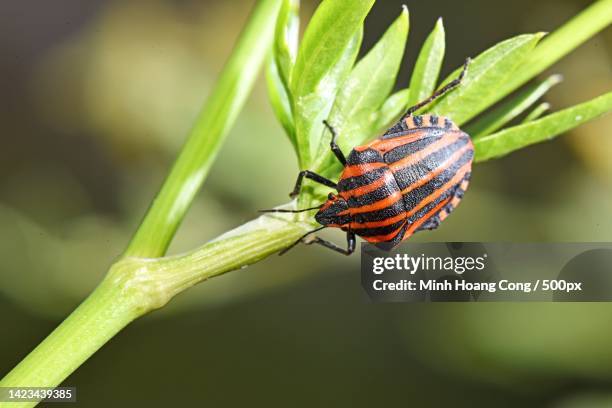 Oip Insect 120 Striped Stink Bug Stock Photos, High-Res Pictures, and Images ...