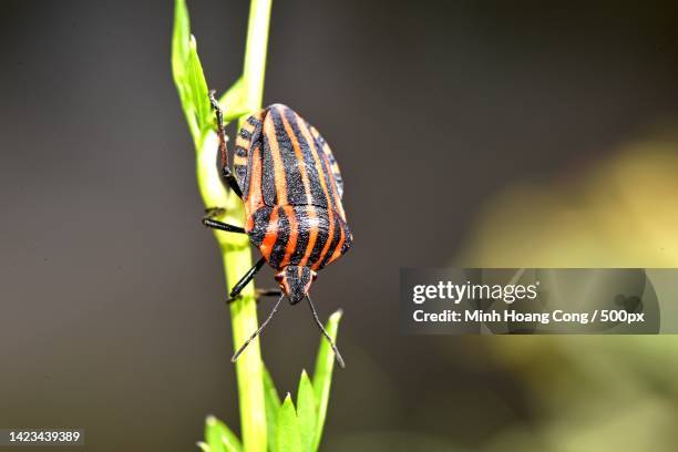 Oip Insect 120 Striped Stink Bug Stock Photos, High-Res Pictures, and Images ...
