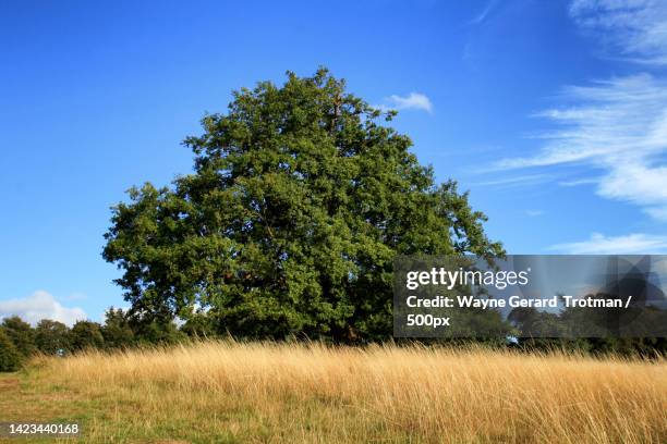 trees on field against sky,richmond park,richmond,united kingdom,uk - wayne gerard trotman stockfoto's en -beelden