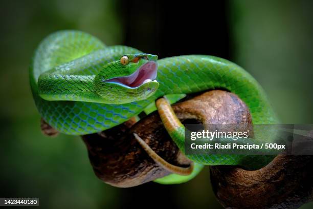 close-up of viper on tree,bekasi barat,indonesia - viper stockfoto's en -beelden