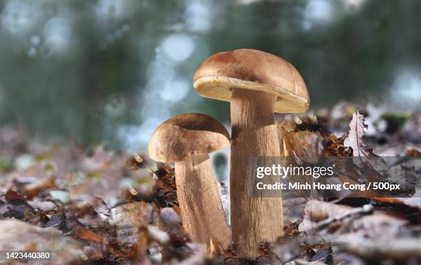 close-up of mushrooms growing in forest porcini mushroom boletus reticulatus - boletus reticulatus stock pictures, royalty-free photos & images