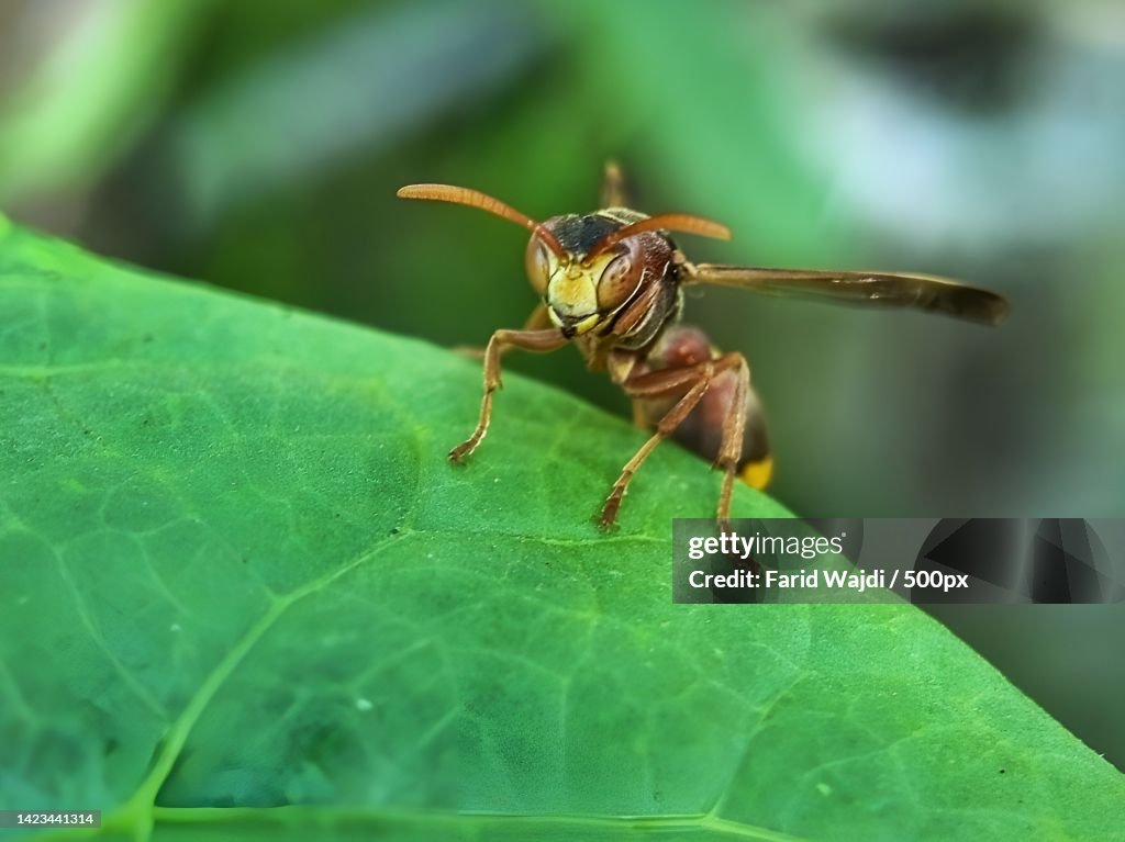 Close-up of insect on leaf