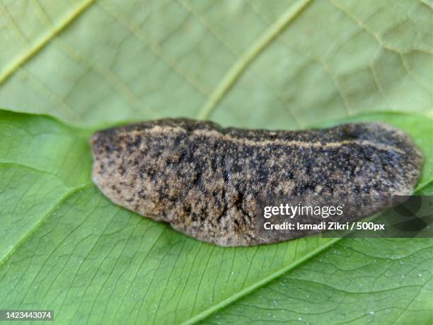 close-up of insect on leaf - turbellaria stock pictures, royalty-free photos & images