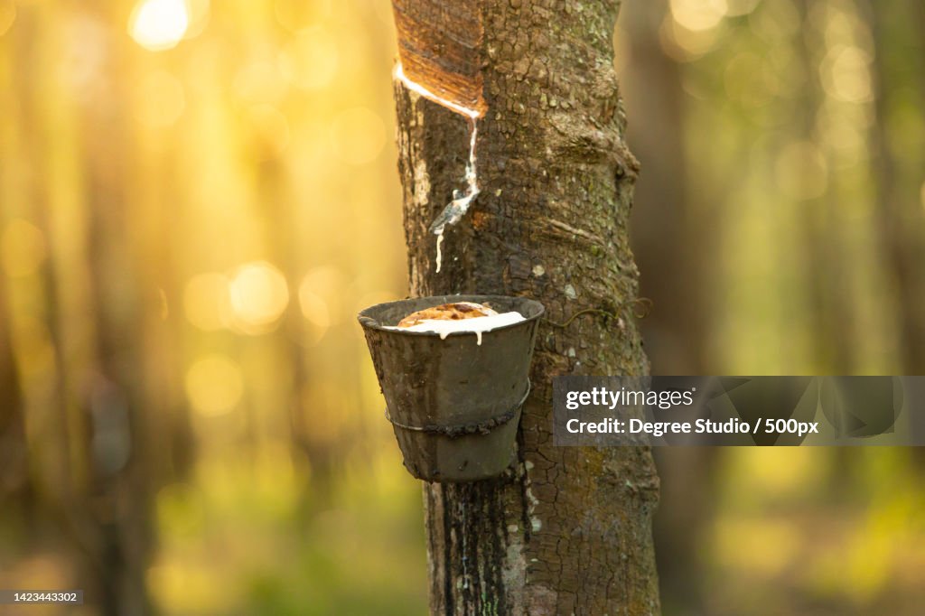 Milky latex extracted from rubber tree Hevea Brasiliensis,Perlis,Malaysia