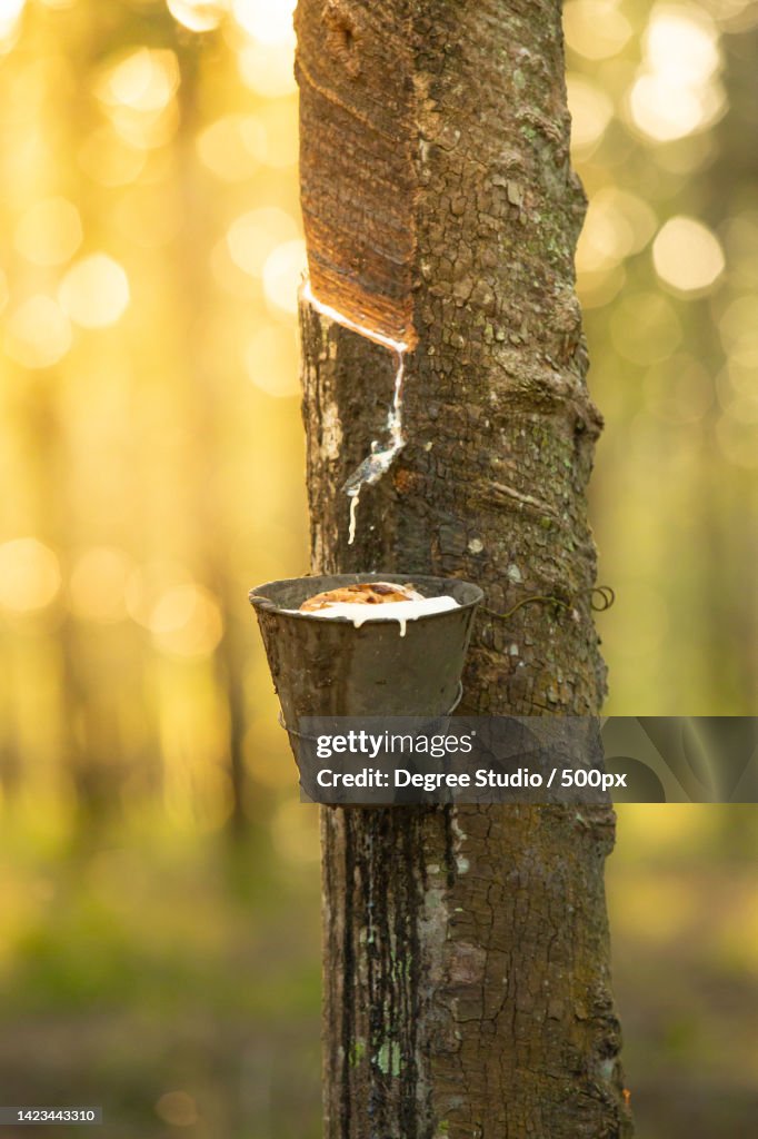 Milky latex extracted from rubber tree Hevea Brasiliensis,Perlis,Malaysia