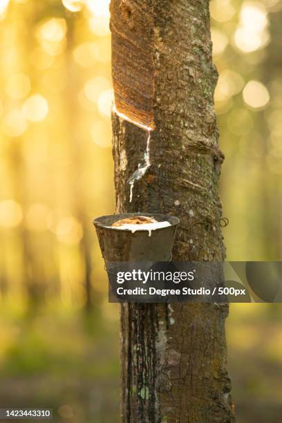 milky latex extracted from rubber tree hevea brasiliensis,perlis,malaysia - perlis state park stock pictures, royalty-free photos & images