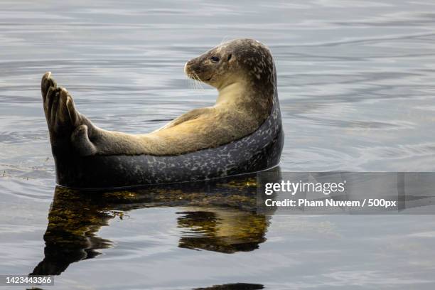 close-up of seal swimming in sea - knubbsäl bildbanksfoton och bilder