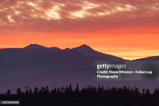 brilliant orange and yellow sunset colors above silhouettes of the olympic mountain range and treeline in olympic national park washington state - olympic nationalpark stock-fotos und bilder