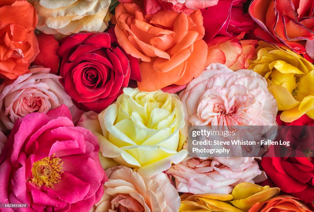 Pink Roses Grouping Closein View Looking Down On A Group Of Beautiful Roses Grouped ...
