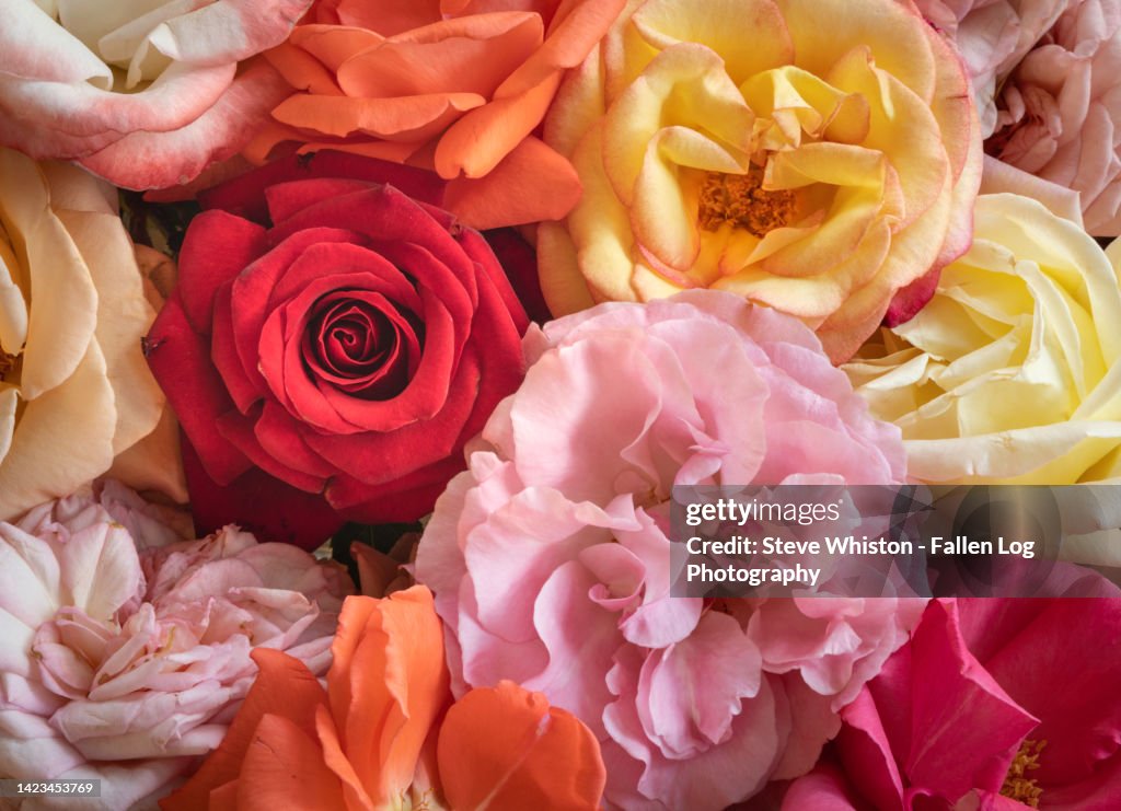 Pink Roses Grouping Closein View Looking Down On A Group Of Beautiful Roses Grouped ...