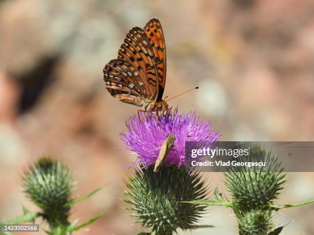 the milk thistle benefits - butterfly effect stock pictures, royalty-free photos & images