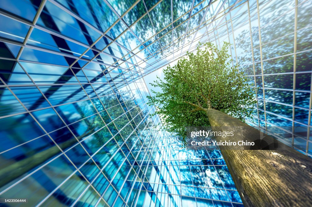 Business buildings and growing green leaves tree