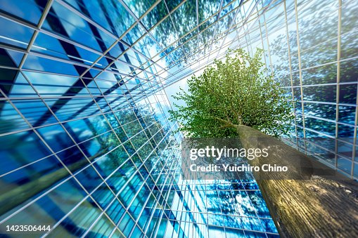 Business buildings and growing green leaves tree Business buildings and growing green leaves tree