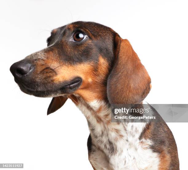 lächelnder dackelhund, mischlingshund - dackel stock-fotos und bilder