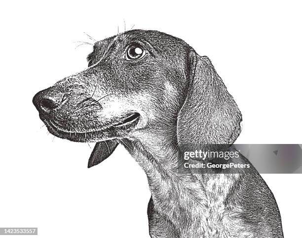 stockillustraties, clipart, cartoons en iconen met friendly dachshund, mixed breed dog - teckel