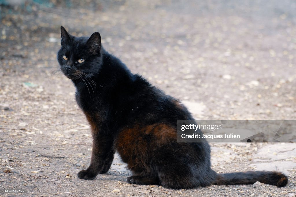 Stray black cat
