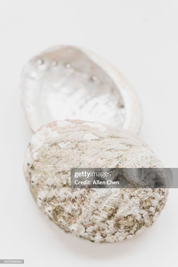 Australian abalone shell