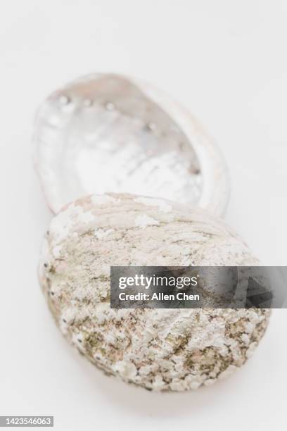 australian abalone shell - mother of pearl stock pictures, royalty-free photos & images