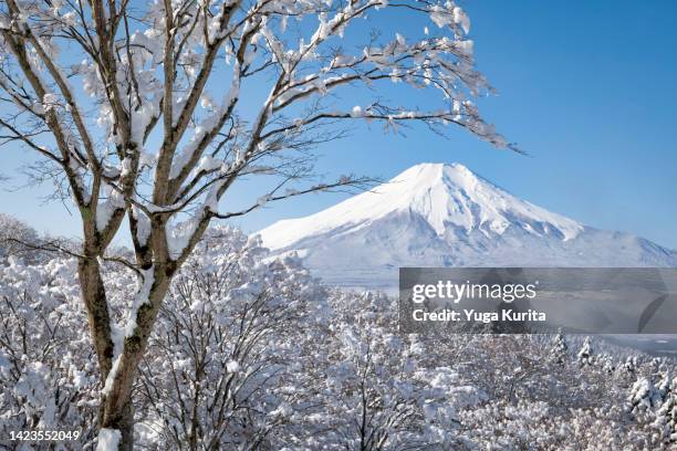 mt. fuji emerging from a fog over snowy forest after heavy snow - winter wonder land stockfoto's en -beelden