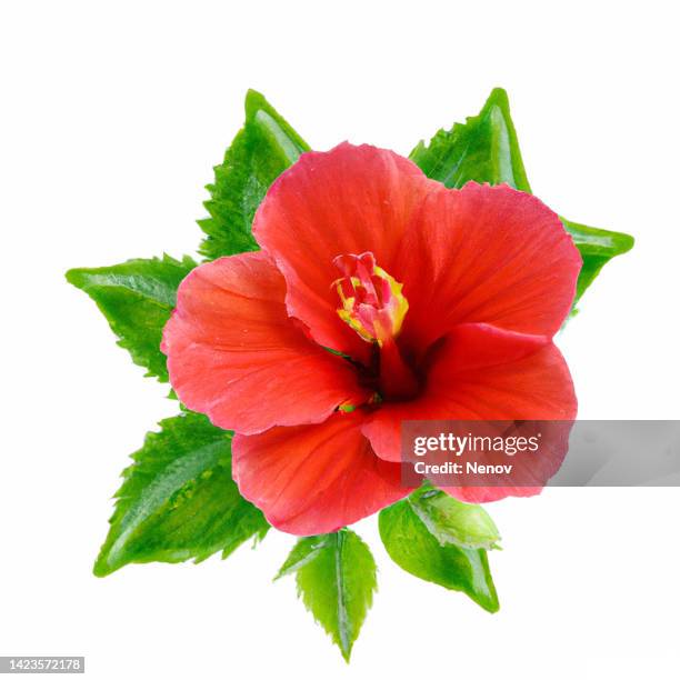 hibiscus rosa-sinensis isolated on white background - hibisco fotografías e imágenes de stock