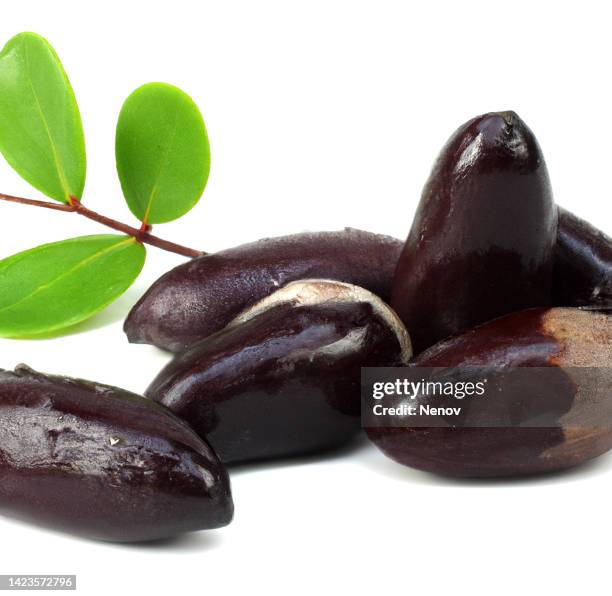 jojoba seeds with green leaves on white background - jojoba oil stock pictures, royalty-free photos & images