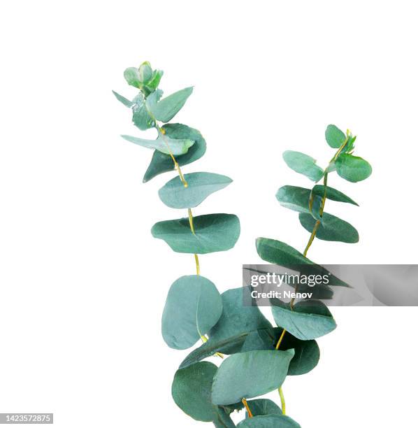 green eucalyptus leaves isolated on white background - hoja de eucalipto fotografías e imágenes de stock