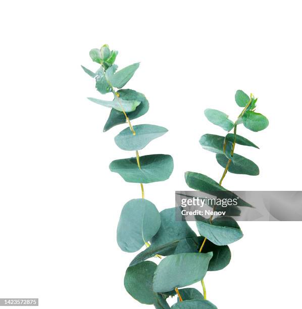 green eucalyptus leaves isolated on white background - feuille d'eucalyptus photos et images de collection