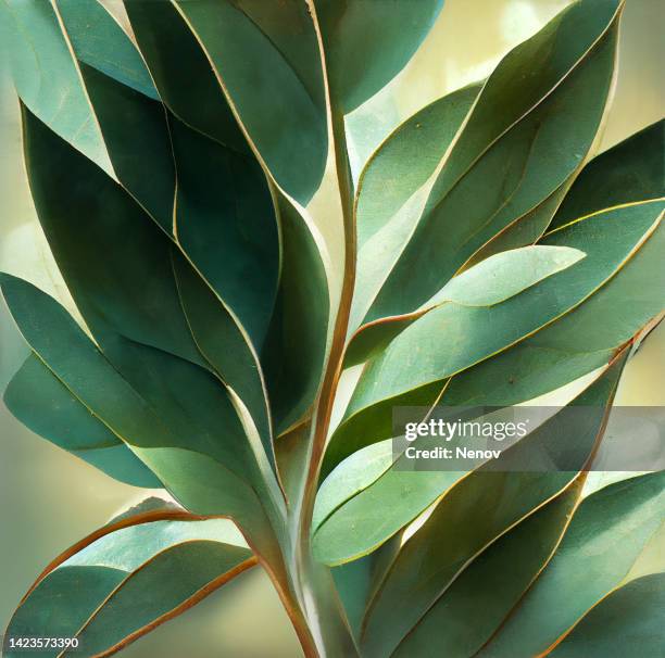 texture of green eucalyptus leaves - herb garden ストックフォトと画像