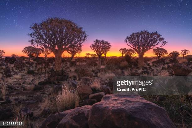 dead camelthorn tree with red sand dunes and blue sky in deadvlei, sossusvlei.namib-naukluft national park, namibia, africa. beautiful panoramic sunset over damaraland landscape. - dead vlei namibia stock pictures, royalty-free photos & images
