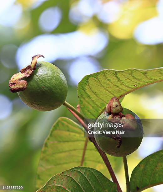 fresh  raw guava fruits on guava plant/ahmedabad - guayaba fotografías e imágenes de stock