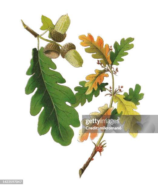 old chromolithograph illustration of botany, oak tree, the sessile oak, cornish oak, irish oak or durmast oak (quercus petraea) - flower branch stock pictures, royalty-free photos & images