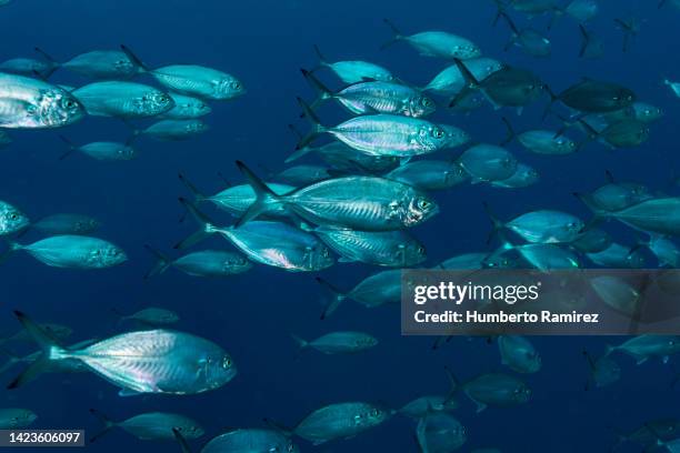 blue runners. - blue runner fish stock pictures, royalty-free photos & images