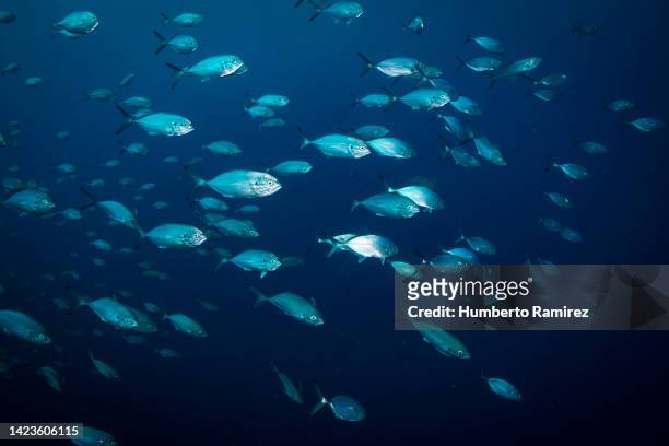 blue runners. - blue runner fish stock pictures, royalty-free photos & images