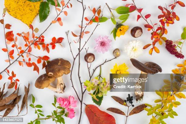 autumn still life. arrangement of different colors, flowers, leaves and fruits in autumn - chestnut tree stock pictures, royalty-free photos & images