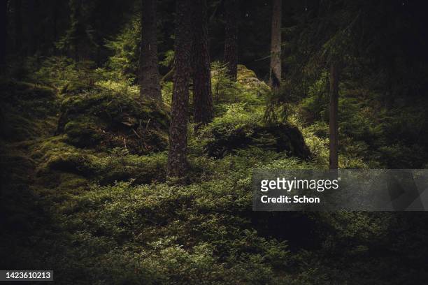 old coniferous forest with moss and stones in summer - fantasy forrest photos et images de collection