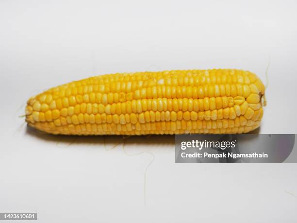 sweetcorn on the white background - pannocchia foto e immagini stock