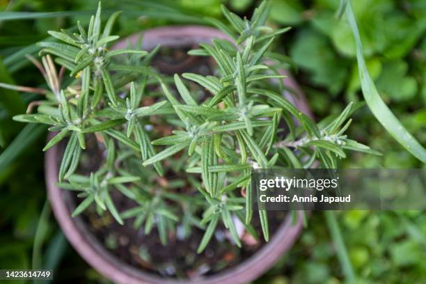 top view of rosemary plant growing outdoors in a pot - rosemary fotografías e imágenes de stock