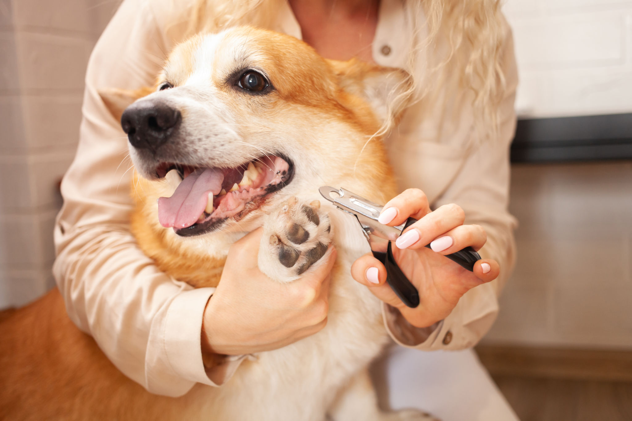 dog grooming tools