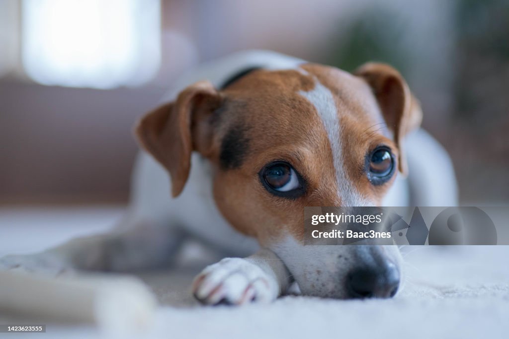 Danish–Swedish farmdog lying on the floor