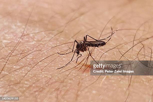 asian tiger mosquito - dengue fotografías e imágenes de stock