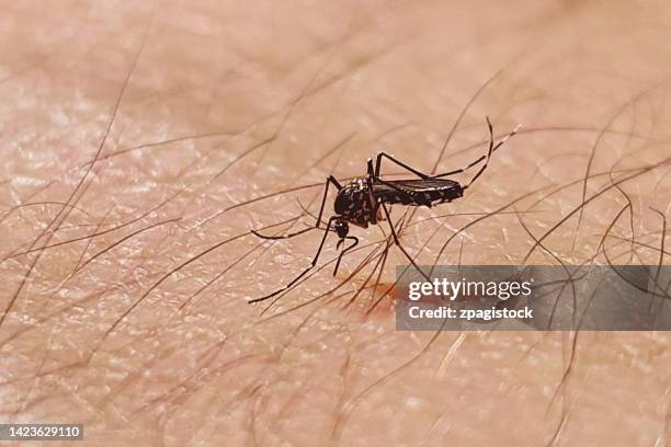 asian tiger mosquito - zanzara foto e immagini stock
