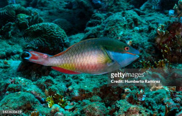 redband parrotfish. - ブダイ ストックフォトと画像