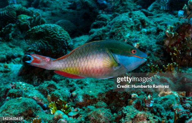 redband parrotfish. - parrotfish imagens e fotografias de stock